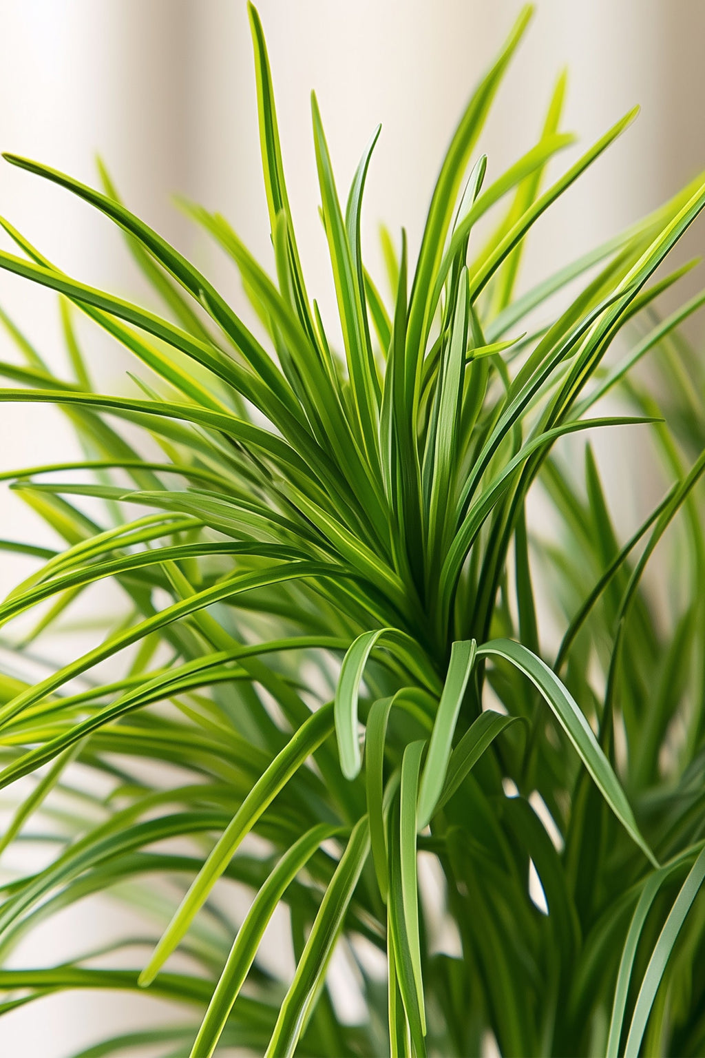 Lot De 4 Herbe À Chat Cyperus – Plante D’Intérieur
