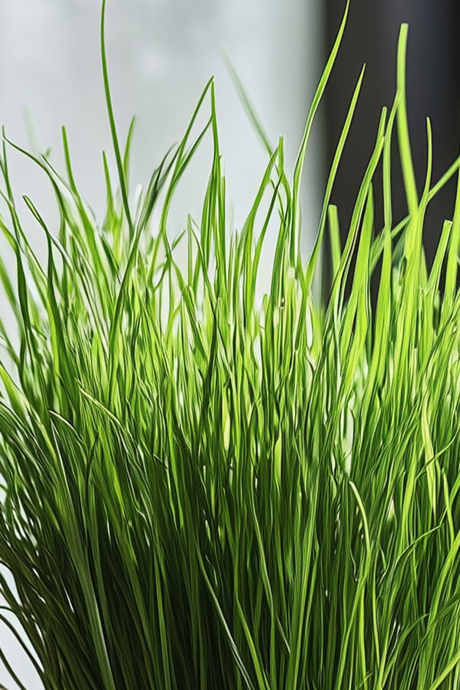 Lot De 4 Herbe À Chat Cyperus – Plante D’Intérieur