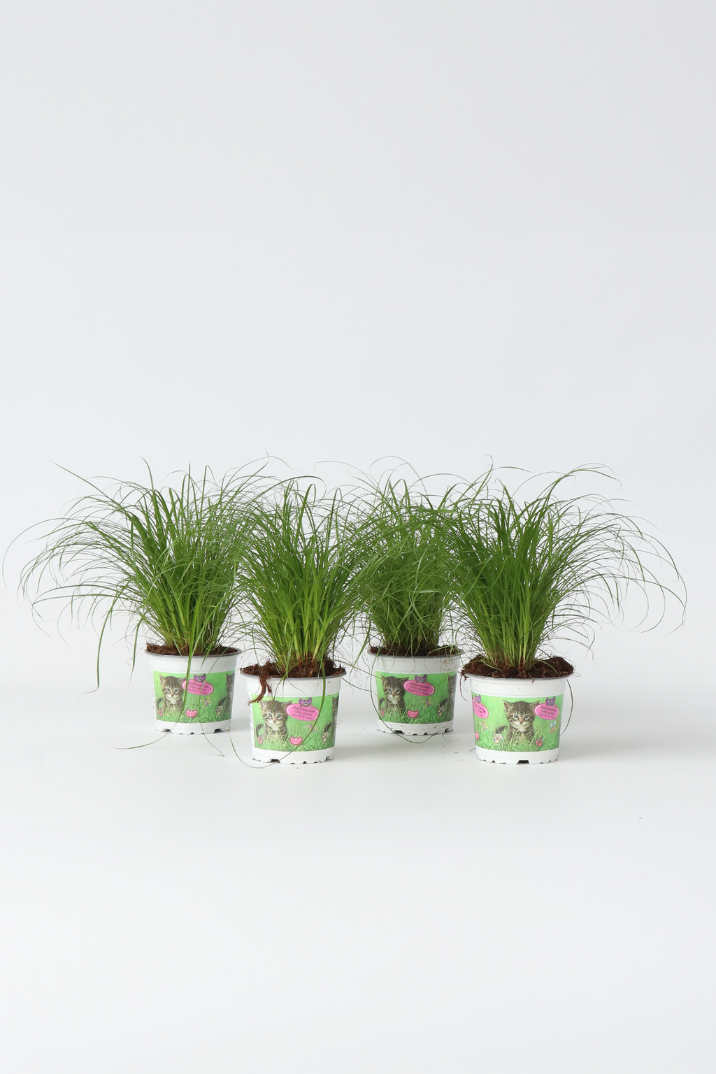 Lot De 4 Herbe À Chat Cyperus – Plante D’Intérieur