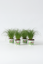 Lot De 4 Herbe À Chat Cyperus – Plante D’Intérieur