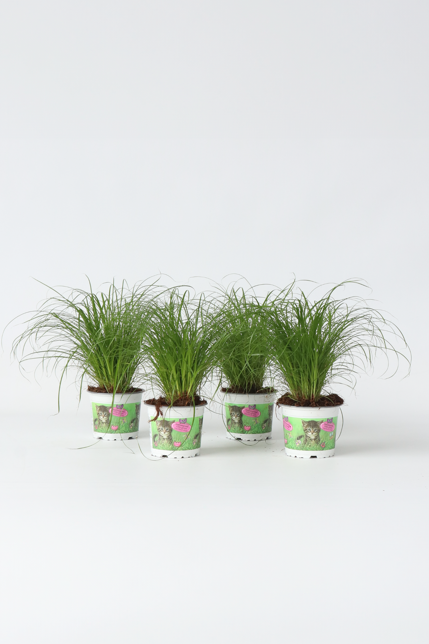 Lot De 4 Herbe À Chat Cyperus – Plante D’Intérieur