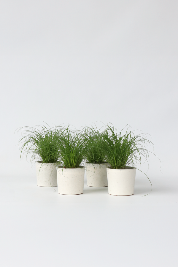 Lot De 4 Herbe À Chat Cyperus – Plante D’Intérieur