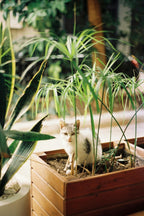 Lot De 2 Cyperus « Papyrus » – Plante D’Intérieur