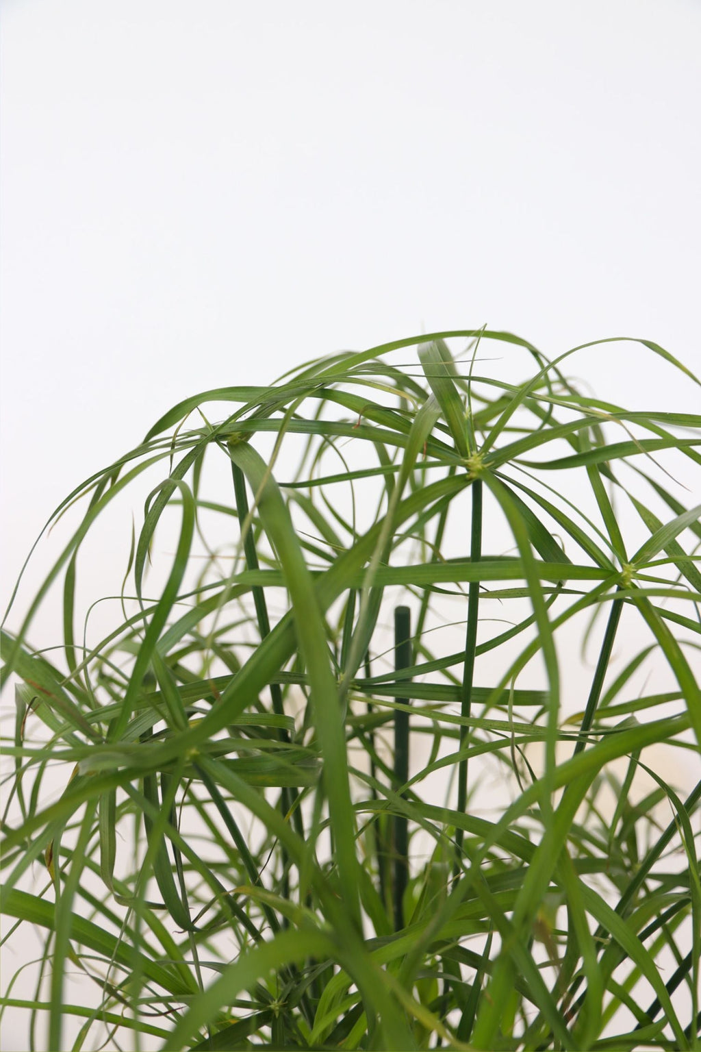 Lot De 2 Cyperus « Papyrus » – Plante D’Intérieur