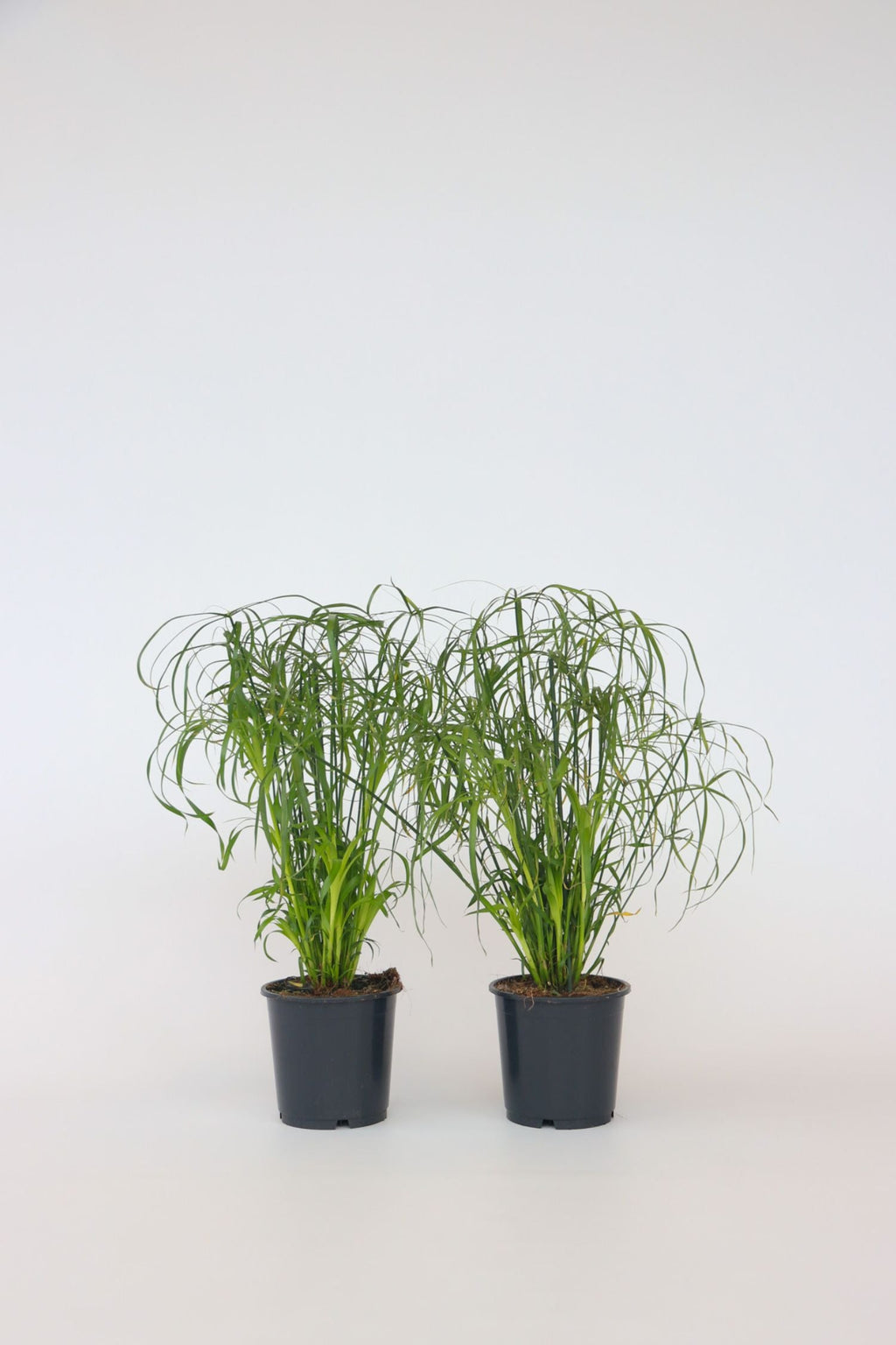 Lot De 2 Cyperus « Papyrus » – Plante D’Intérieur