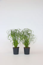 Lot De 2 Cyperus « Papyrus » – Plante D’Intérieur