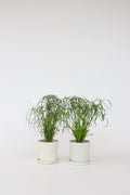 Lot De 2 Cyperus « Papyrus » – Plante D’Intérieur