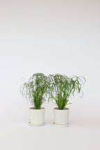 Lot De 2 Cyperus « Papyrus » – Plante D’Intérieur