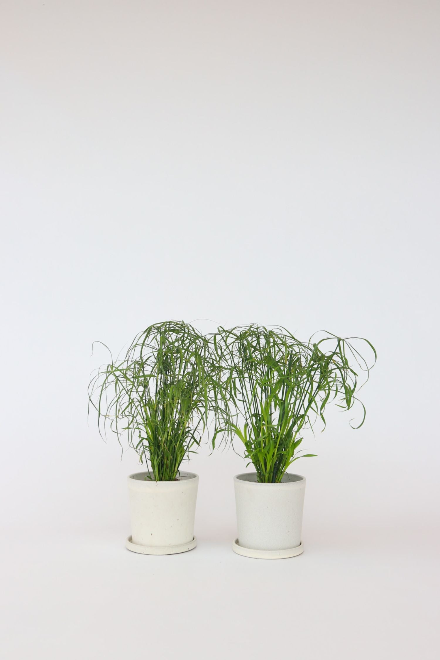 Lot De 2 Cyperus « Papyrus » – Plante D’Intérieur
