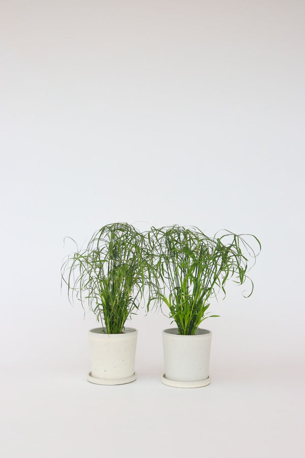 Lot De 2 Cyperus « Papyrus » – Plante D’Intérieur