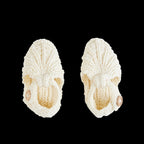 Chaussons Agave