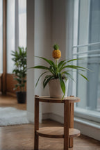 Lot De 2 Ananas ‘Mi Amigo’ – Plante D’Intérieur
