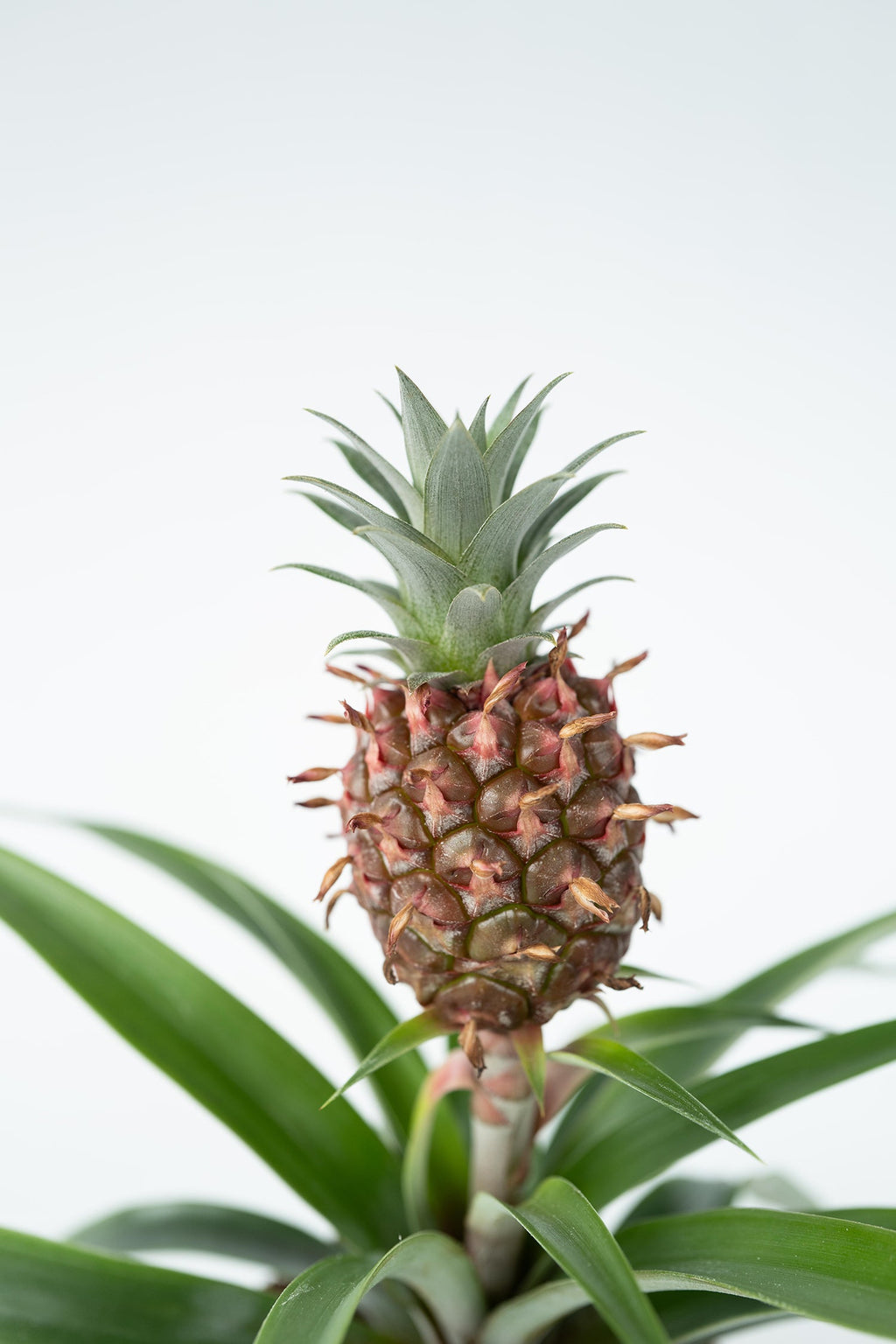 Lot De 2 Ananas ‘Mi Amigo’ – Plante D’Intérieur