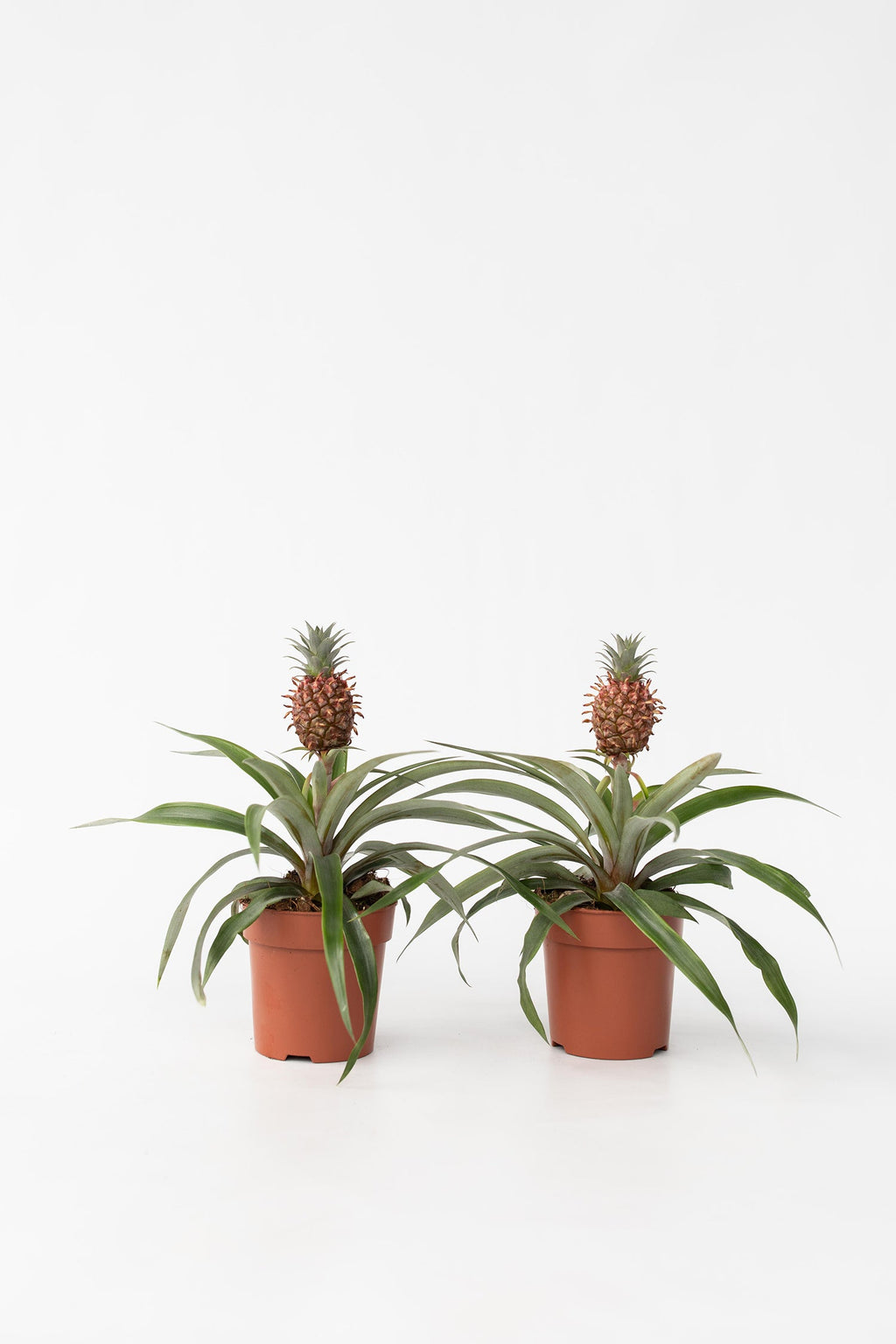 Lot De 2 Ananas ‘Mi Amigo’ – Plante D’Intérieur