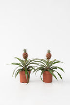 Lot De 2 Ananas ‘Mi Amigo’ – Plante D’Intérieur