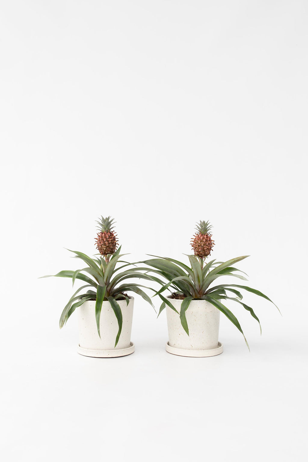 Lot De 2 Ananas ‘Mi Amigo’ – Plante D’Intérieur