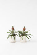 Lot De 2 Ananas ‘Mi Amigo’ – Plante D’Intérieur