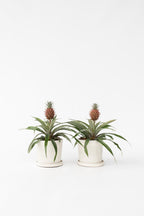 Lot De 2 Ananas ‘Mi Amigo’ – Plante D’Intérieur