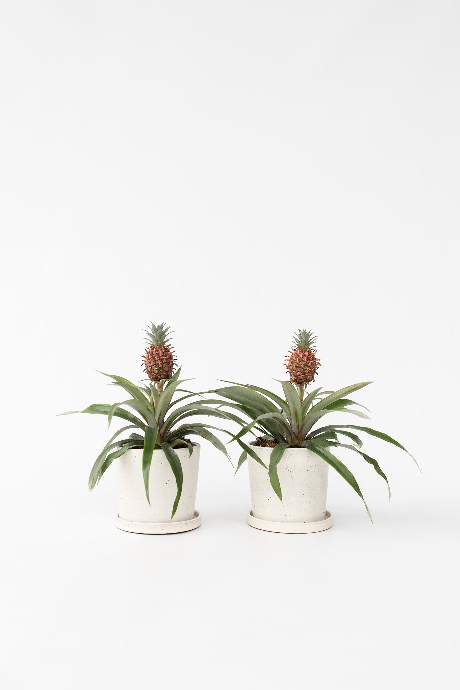 Lot De 2 Ananas ‘Mi Amigo’ – Plante D’Intérieur