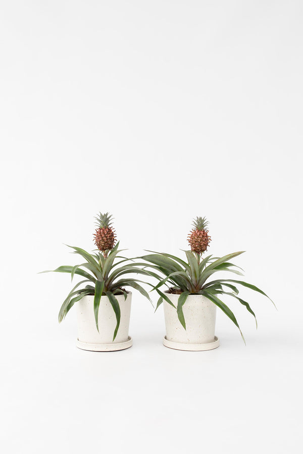Lot De 2 Ananas ‘Mi Amigo’ – Plante D’Intérieur