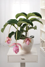 Medinilla Magnifica Pinatubo – Plante D’Intérieur