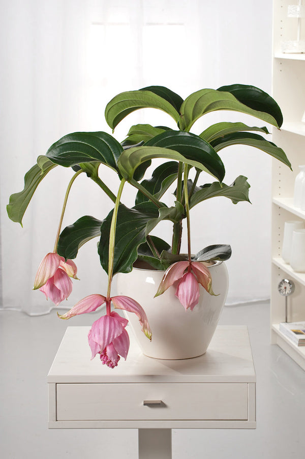 Medinilla Magnifica Pinatubo – Plante D’Intérieur