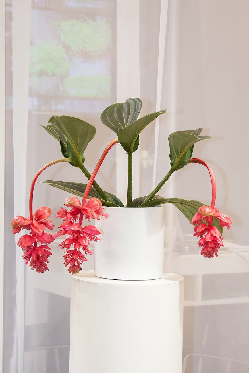 Medinilla Magnifica Pinatubo – Plante D’Intérieur