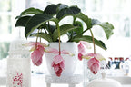 Medinilla Magnifica Pinatubo – Plante D’Intérieur