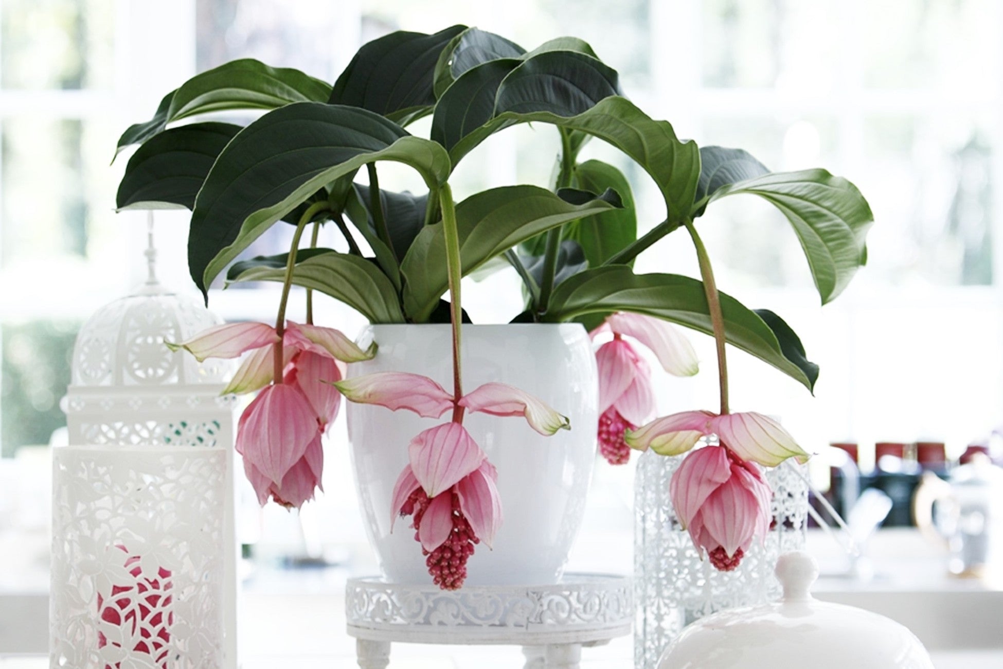 Medinilla Magnifica Pinatubo – Plante D’Intérieur