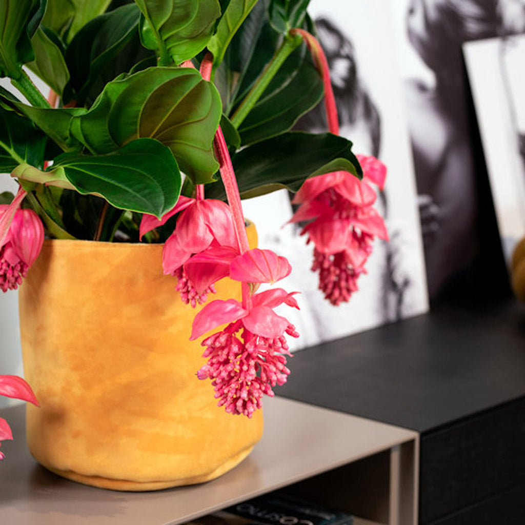 Medinilla Magnifica Pinatubo – Plante D’Intérieur