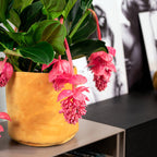 Medinilla Magnifica Pinatubo – Plante D’Intérieur