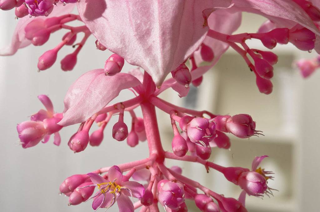 Medinilla Magnifica Pinatubo – Plante D’Intérieur