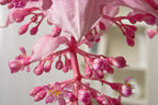 Medinilla Magnifica Pinatubo – Plante D’Intérieur