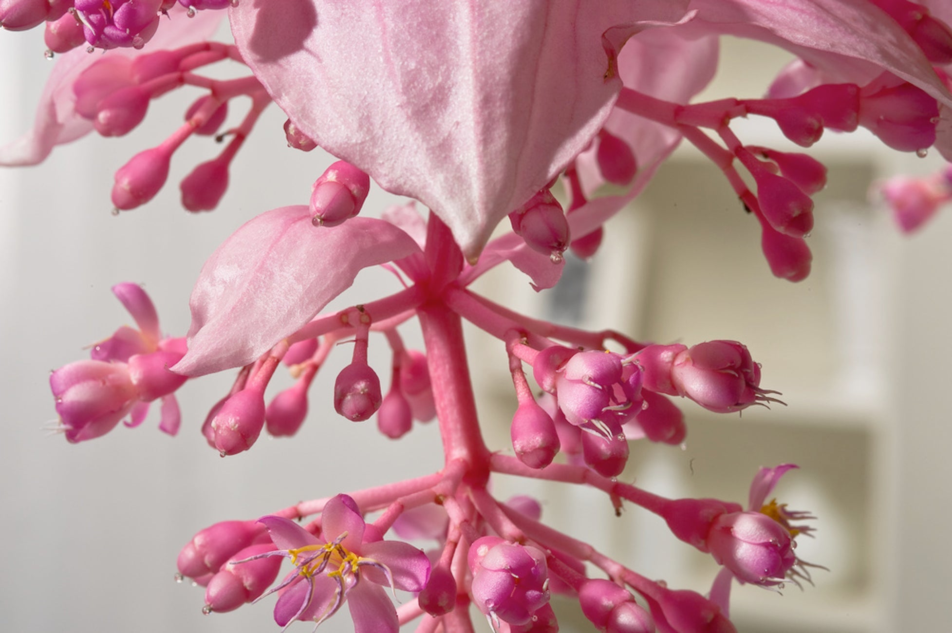 Medinilla Magnifica Pinatubo – Plante D’Intérieur