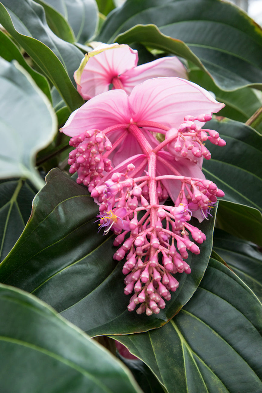 Medinilla Magnifica Pinatubo – Plante D’Intérieur