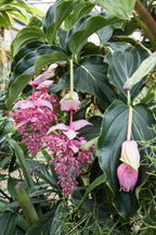 Medinilla Magnifica Pinatubo – Plante D’Intérieur