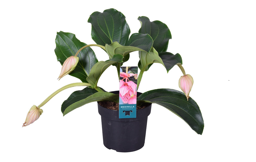 Medinilla Magnifica Pinatubo – Plante D’Intérieur