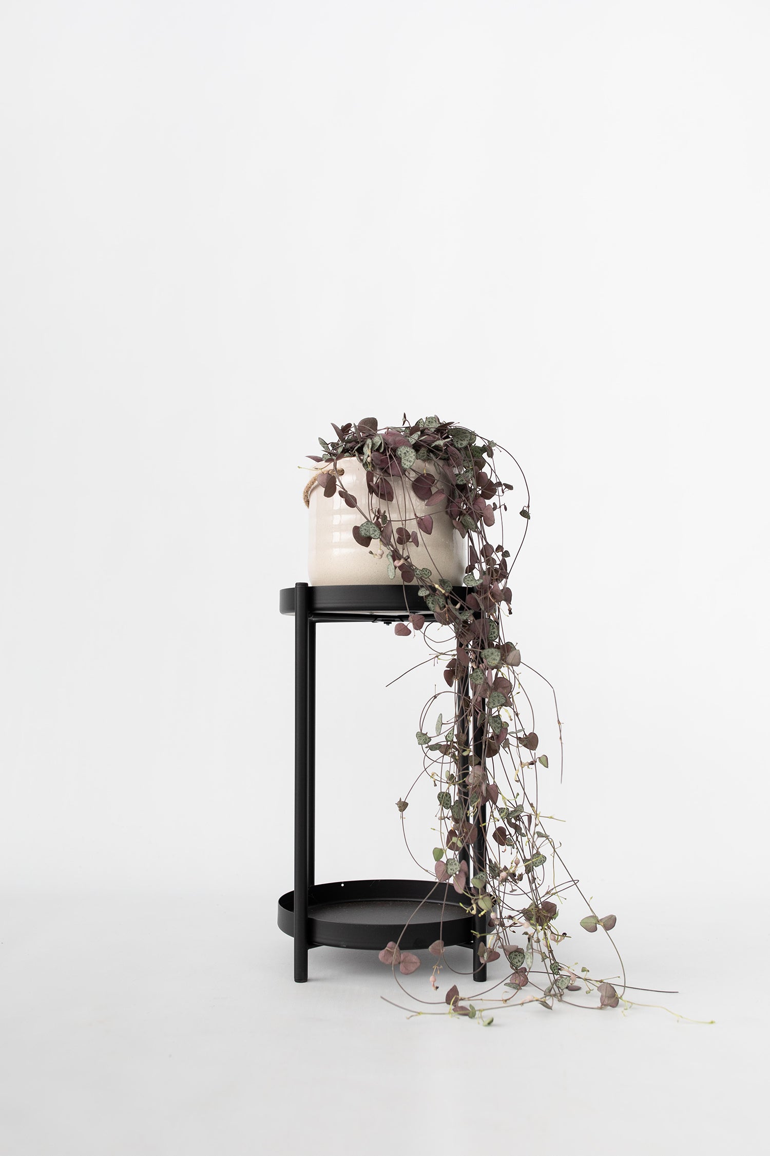 Ceropegia Woodii « Chaîne Des Cœurs » Suspendue – Plante D’Intérieur
