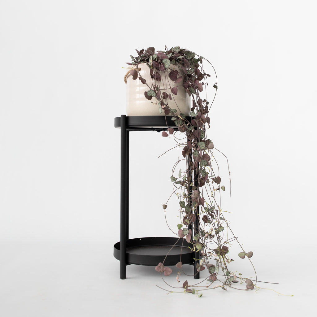 Céropégie De Woodii – Plante D'Intérieur