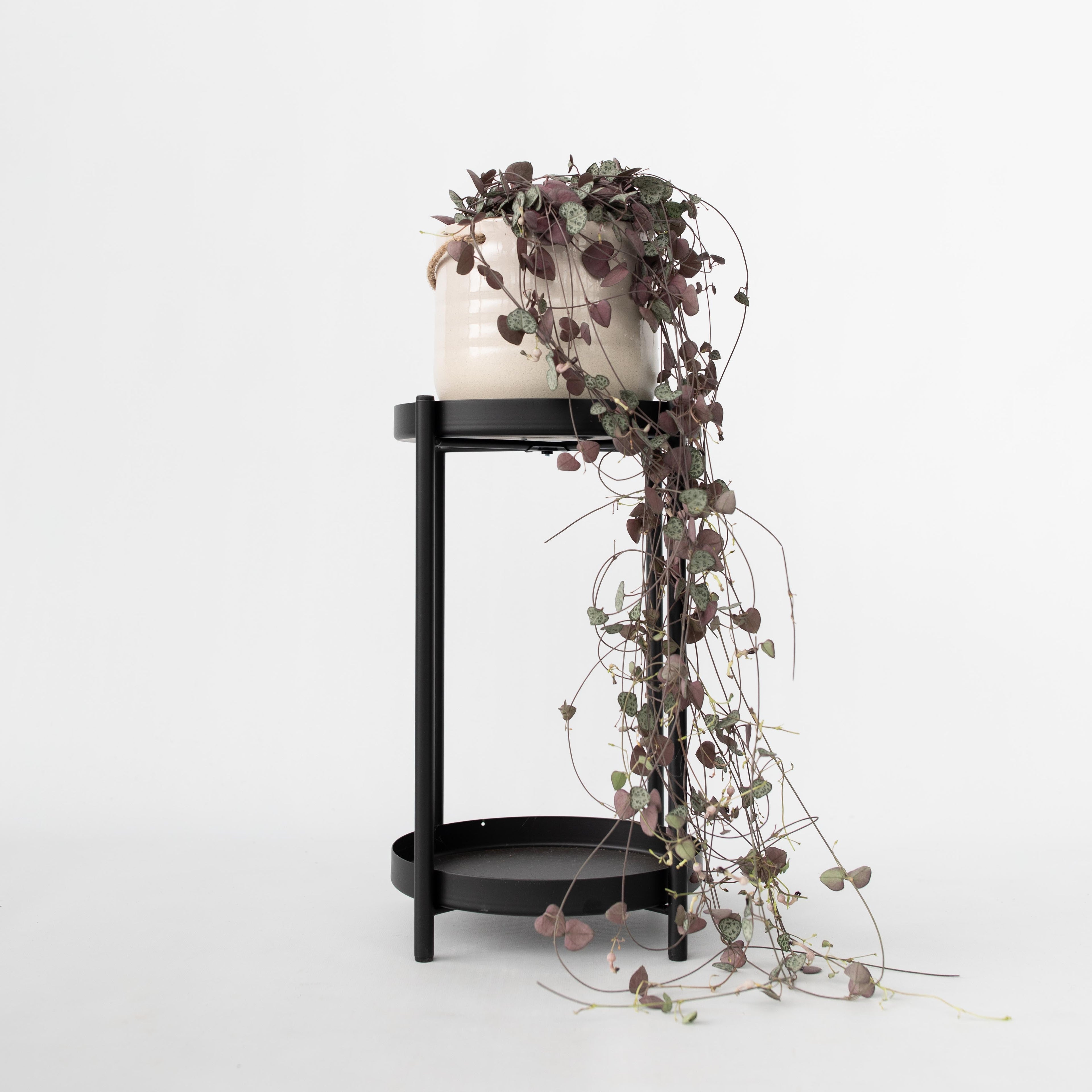 Céropégie De Woodii – Plante D'Intérieur