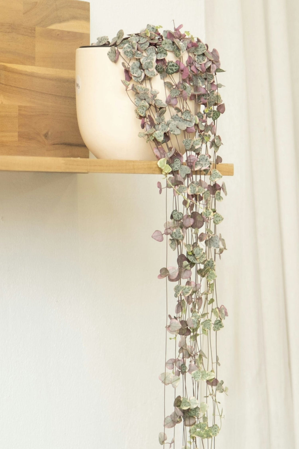 Ceropegia Woodii « Chaîne Des Cœurs » Suspendue – Plante D’Intérieur