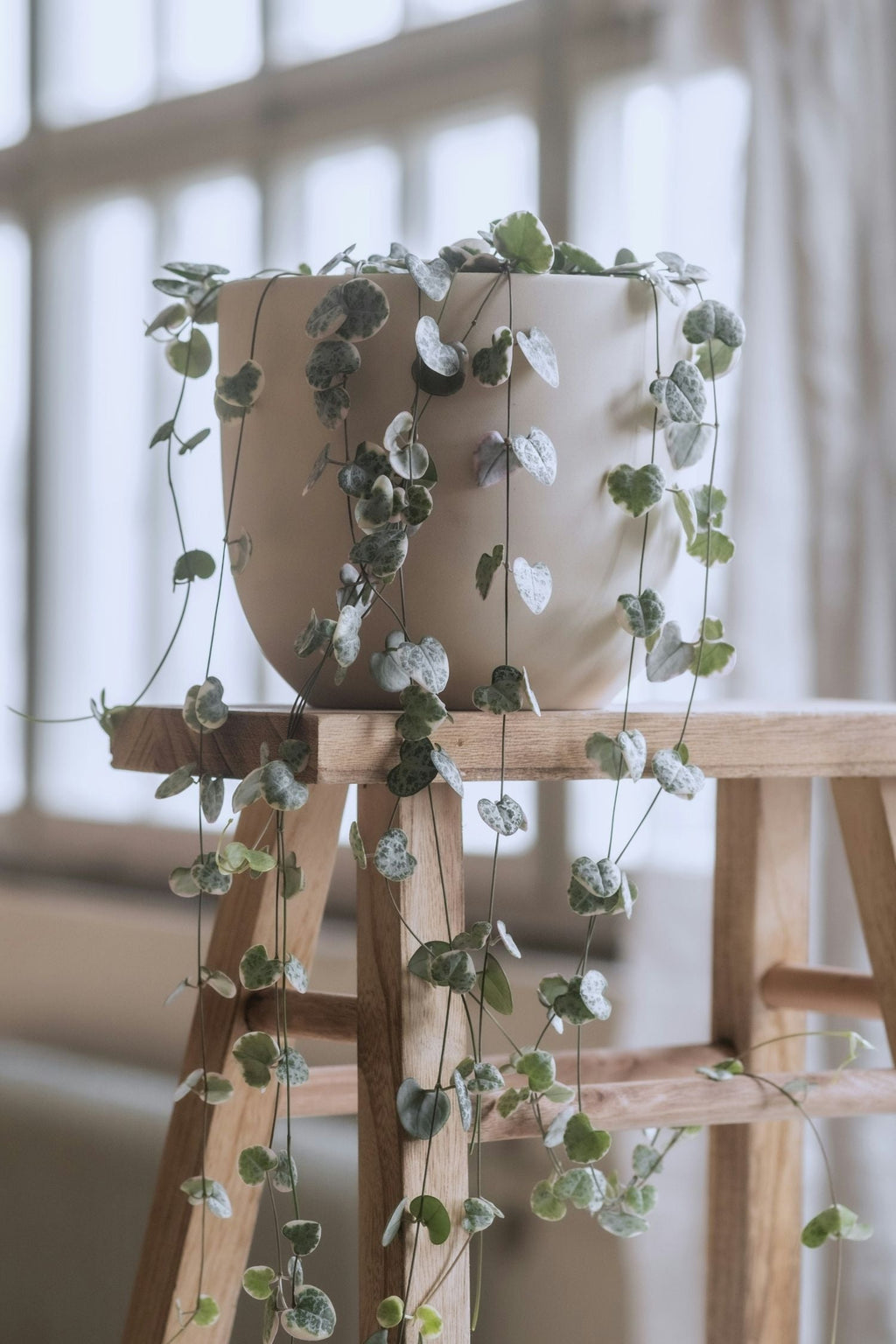 Ceropegia Woodii « Chaîne Des Cœurs » Suspendue – Plante D’Intérieur