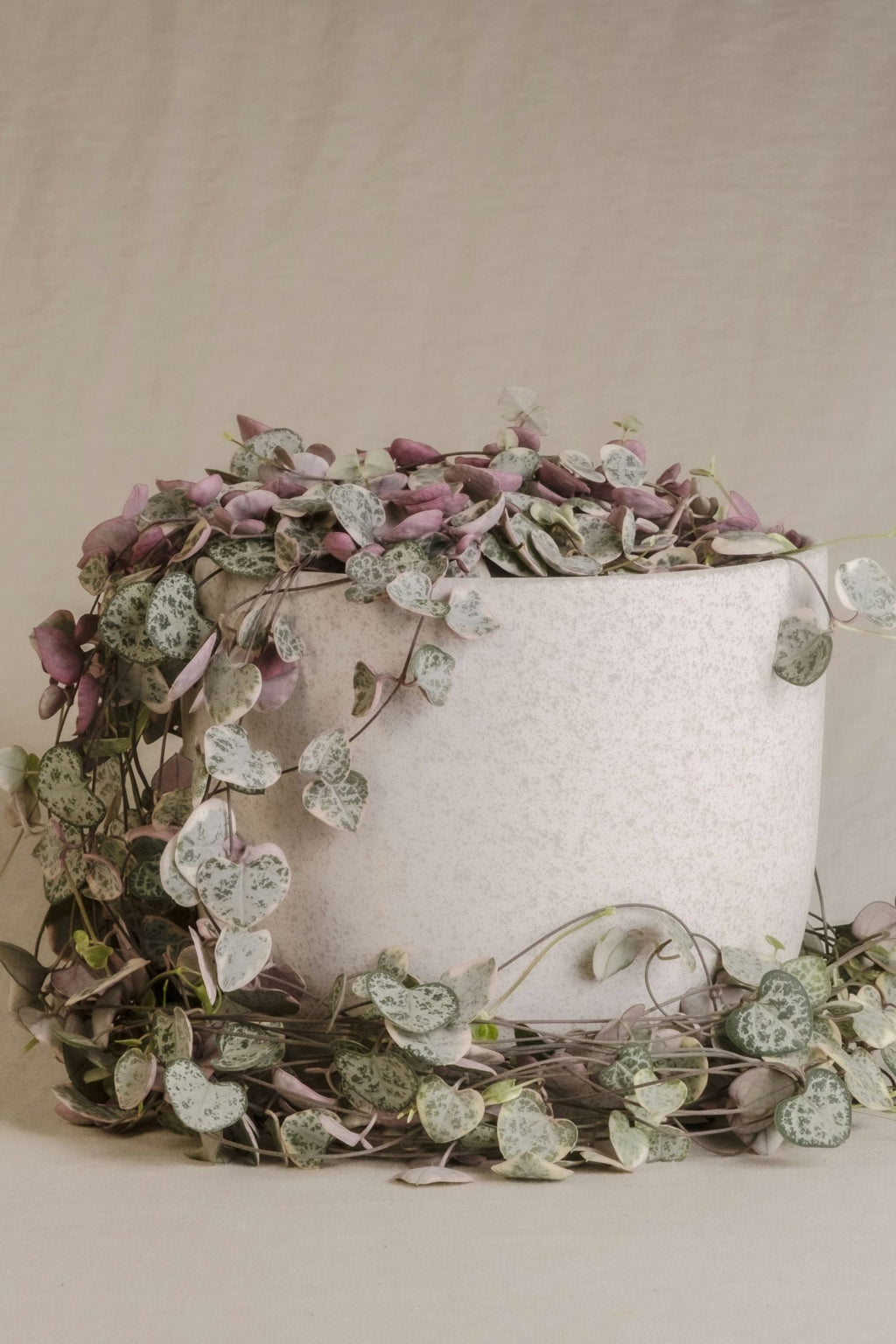 Ceropegia Woodii « Chaîne Des Cœurs » Suspendue – Plante D’Intérieur