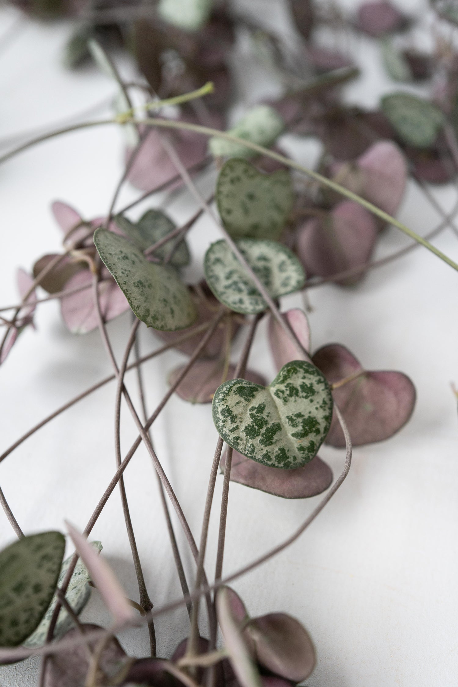 Ceropegia Woodii « Chaîne Des Cœurs » Suspendue – Plante D’Intérieur