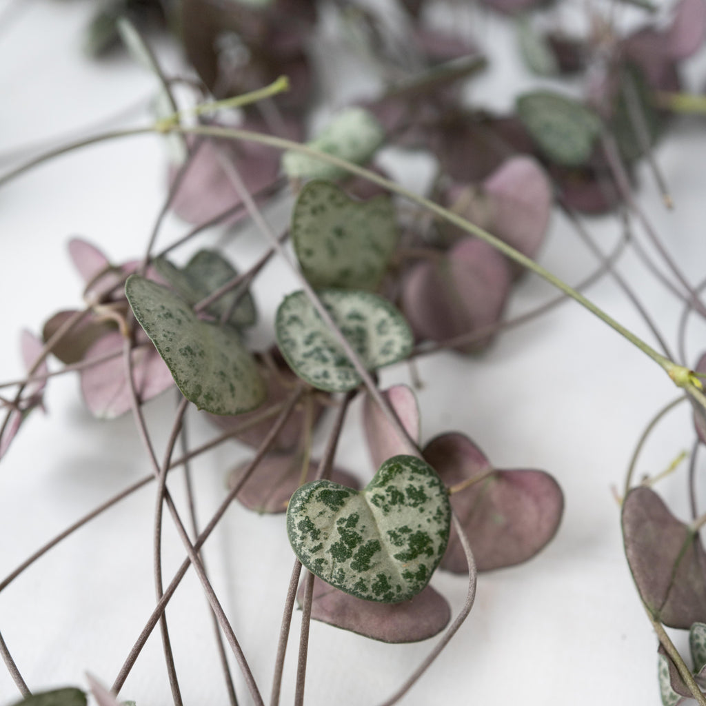 Céropégie De Woodii – Plante D'Intérieur