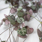 Céropégie De Woodii – Plante D'Intérieur