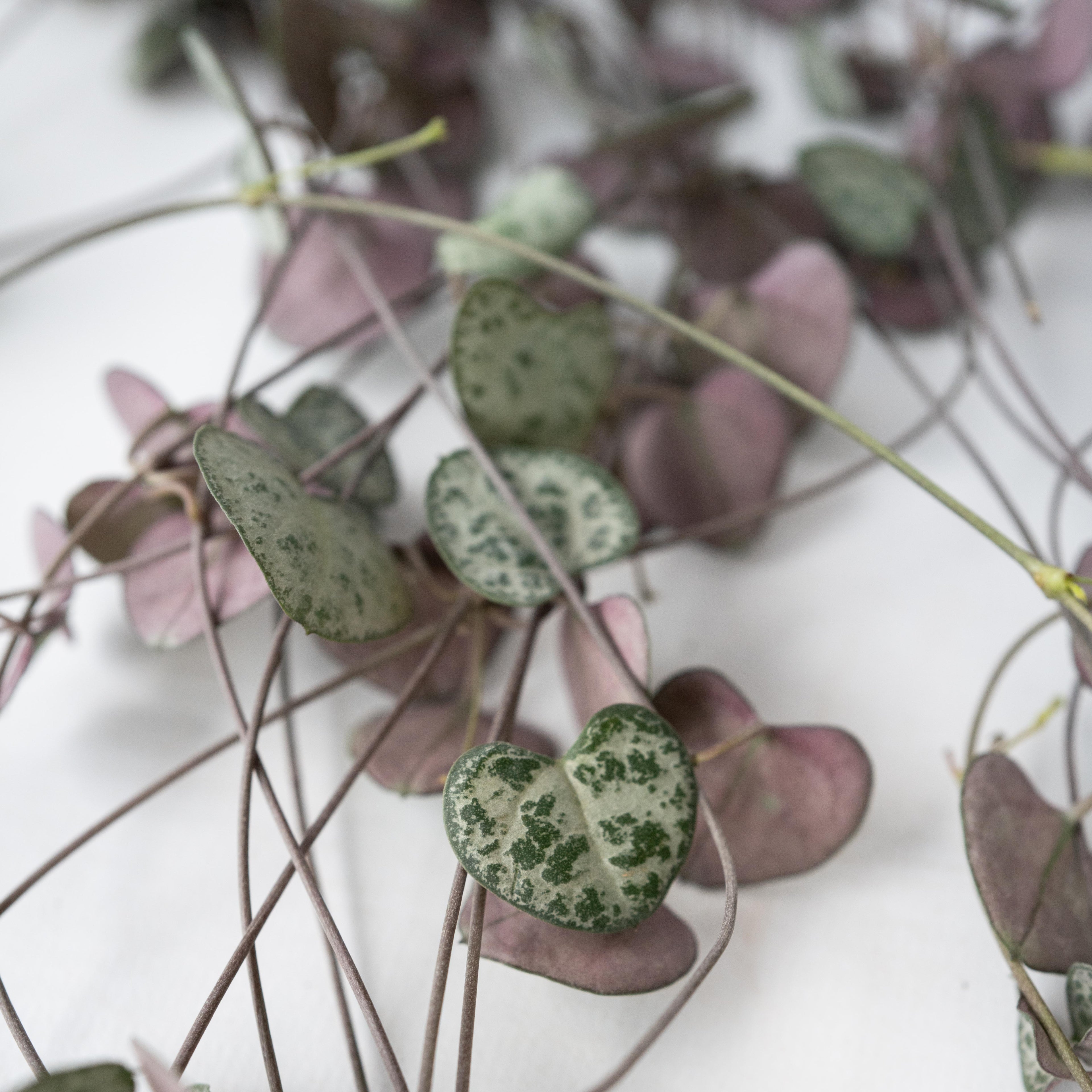 Céropégie De Woodii – Plante D'Intérieur