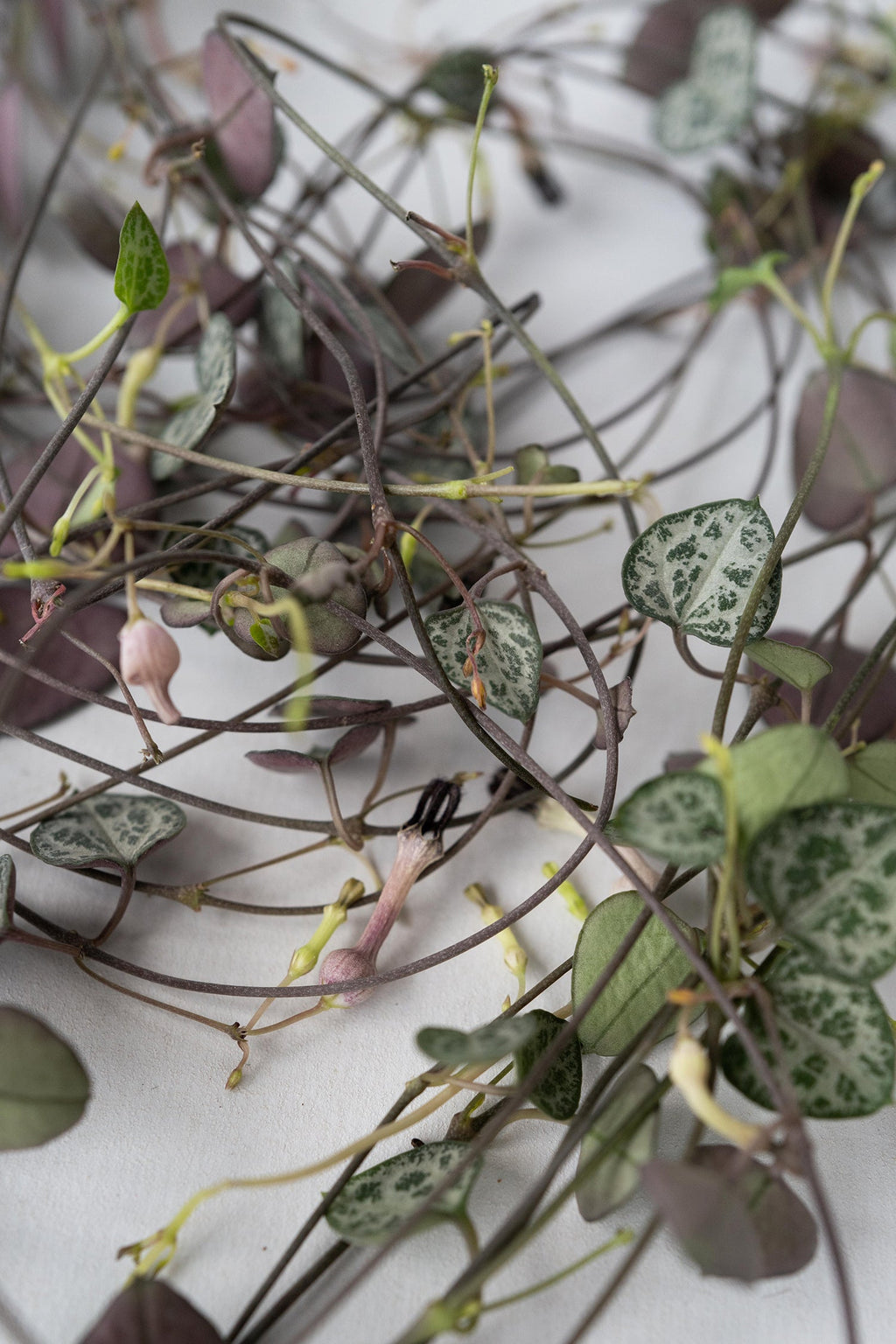 Ceropegia Woodii « Chaîne Des Cœurs » Suspendue – Plante D’Intérieur