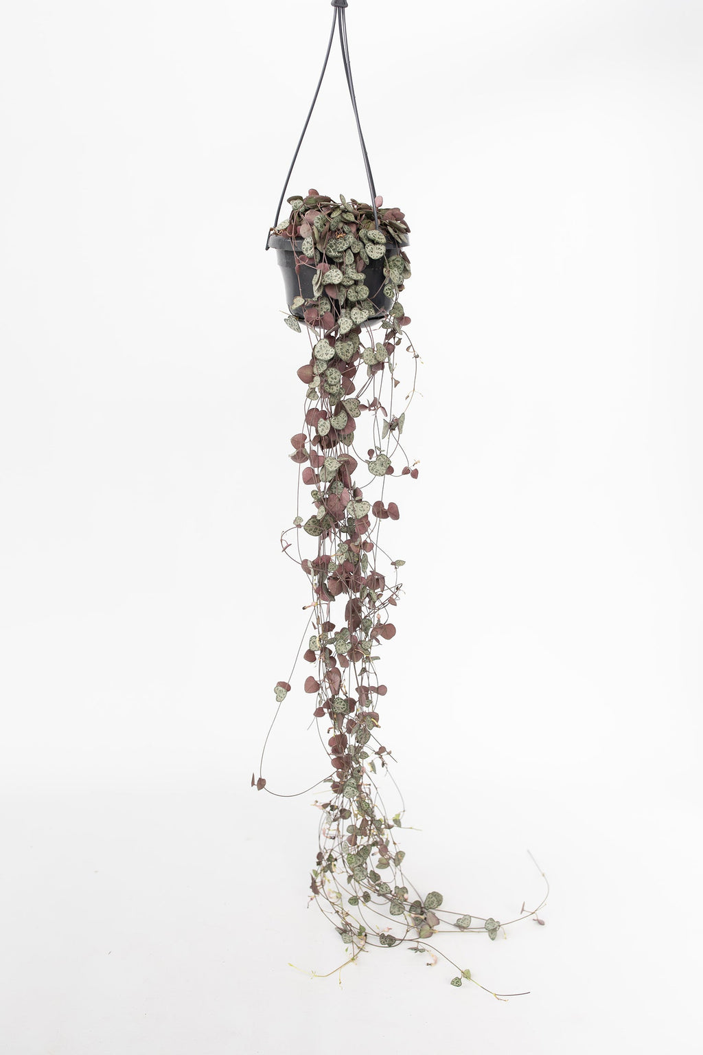 Ceropegia Woodii « Chaîne Des Cœurs » Suspendue – Plante D’Intérieur