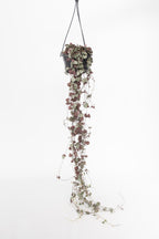 Ceropegia Woodii « Chaîne Des Cœurs » Suspendue – Plante D’Intérieur